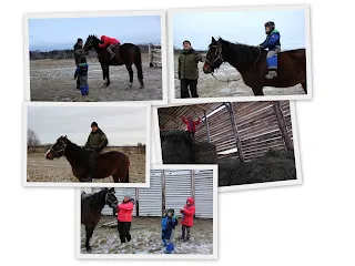 Конные прогулки для новичков и детей в Тверской области